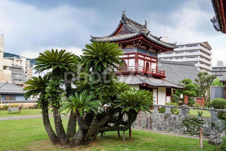 興福寺　大蘇鉄と鐘鼓楼 興福寺,大蘇鉄,蘇鉄の写真素材
