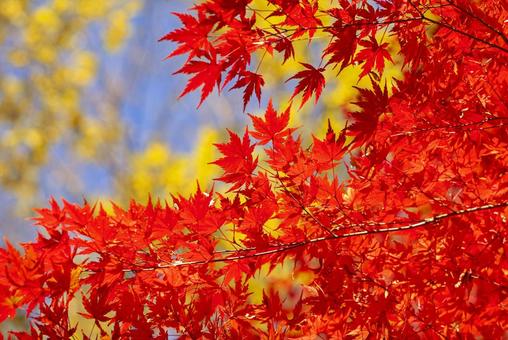 秋の紅葉 紅葉,秋,背景の写真素材
