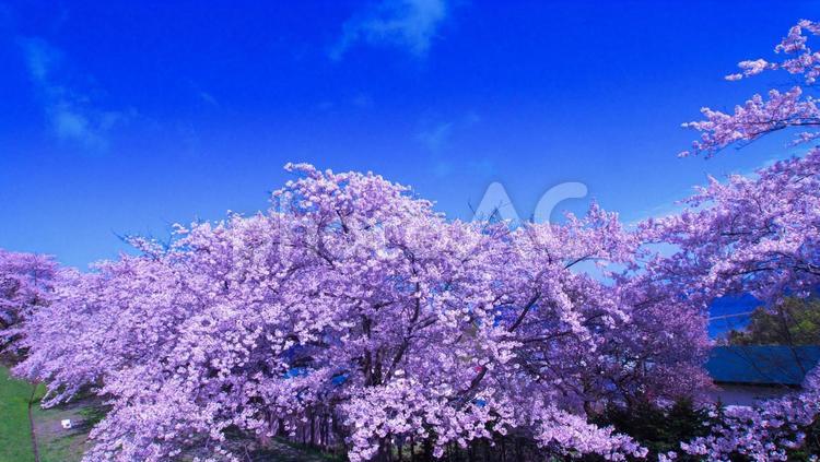 満開に咲き誇る桜並木 桜,フラワー,春のイメージの写真素材