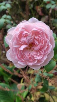 ピンクローズ 薔薇,ローズ,バラの写真素材