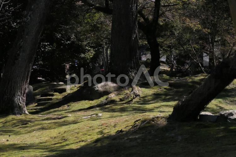芝生の生えた公園 木,風景,自然の写真素材