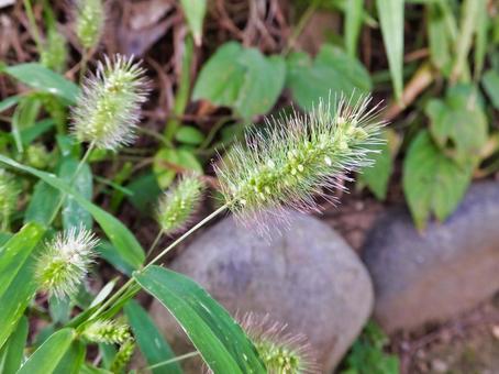 エノコログサの白い花 エノコログサの白い花 エノコログサ,花,春の写真素材