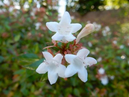 【花の写真】ハナゾノツクバネウツギ 【花の写真】ハナゾノツクバネウツギの写真