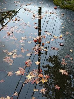 アメリカフウの並木道　水たまりに落葉 水たまり,反射,雨上がりの写真素材