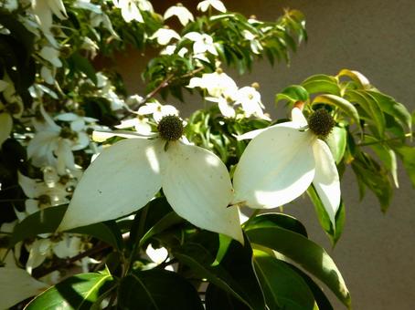 【花の写真】ヤマボウシ 【花の写真】ヤマボウシ ヤマボウシ,山法師,ミズキ科の写真素材