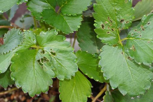 鉢植え苺苗の葉っぱと水滴04 苺苗,イチゴ,苗の写真素材