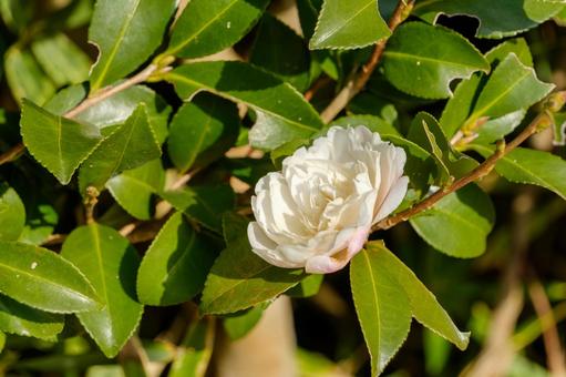 White camellia flowers bathed in the winter sunshine, JPG