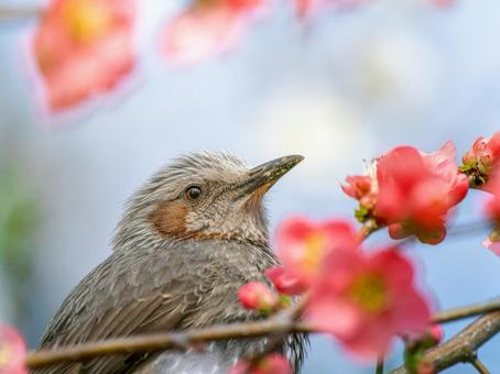 ボケの花とヒヨドリ ボケの花とヒヨドリの写真