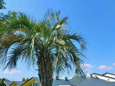 ヤシと青空 ヤシと青空の写真