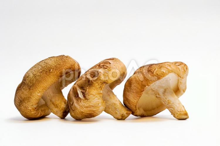 きのこ、しいたけ、mushroom、野菜 しいたけ,椎茸,シイタケの写真素材