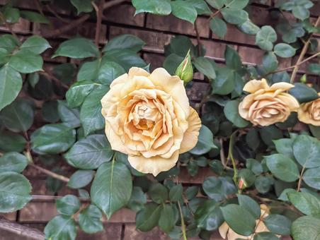 Rose, JPG