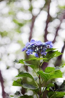 Hydrangea, JPG