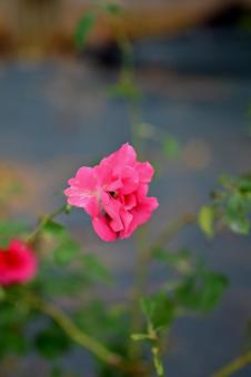 秋バラのひとしずく 薔薇,バラ,はなの写真素材