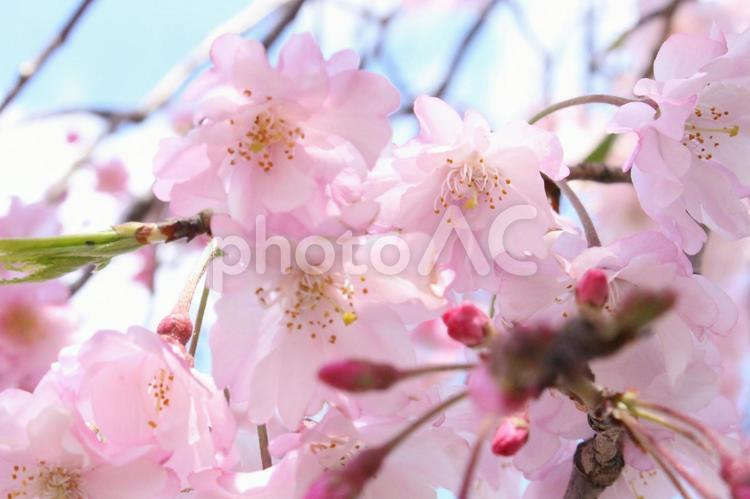 桜　枝垂桜 桜,しだれ桜,枝垂れ桜の写真素材