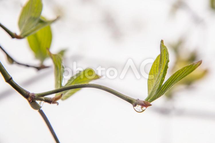芽吹き　８　花水木 春,ハナミズキ,花水木の写真素材