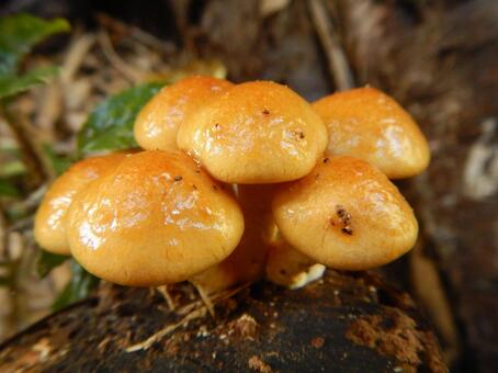 原木なめこ キノコ,茸,なめこの写真素材