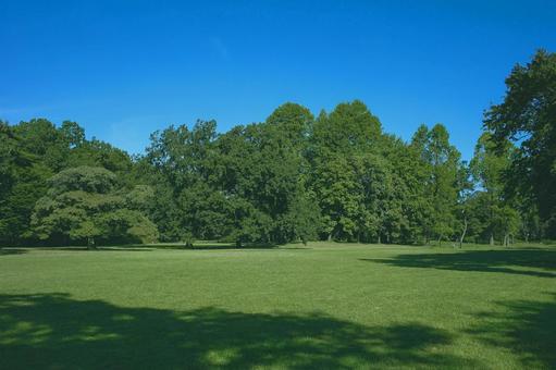 緑の公園 緑の公園 公園,森,緑の写真素材
