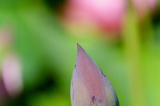 蓮のつぼみのクローズアップ 蓮,つぼみ,花の写真素材