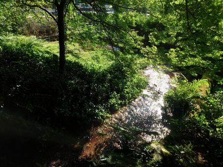 小川 小川 小川,キラキラ,せせらぎの写真素材