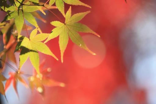 色づく紅葉 色づく紅葉 もみじ,秋,紅葉の写真素材