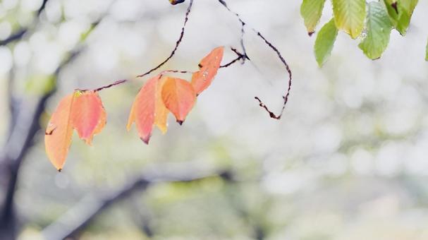 雨の日　枝と葉っぱ 枝,葉っぱ,葉の写真素材