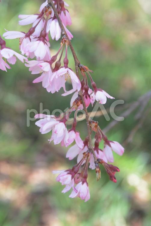 しだれ桜 植物,桜,花びらの写真素材