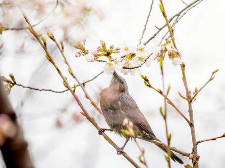 桜とヒヨドリ 桜とヒヨドリの写真