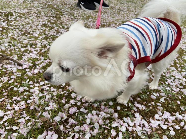 白チワワ、桜舞い散る公園でお散歩 犬,チワワ,ちわわの写真素材