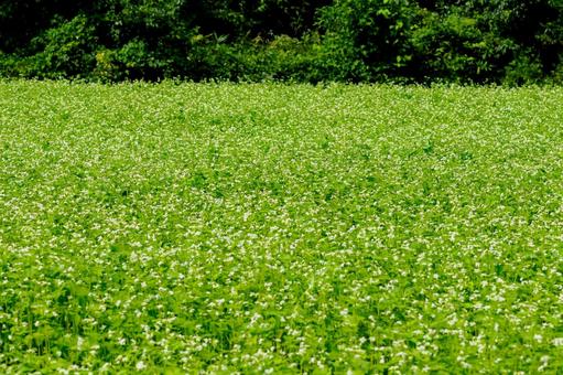 ソバの花⑹ ソバの花⑹の写真