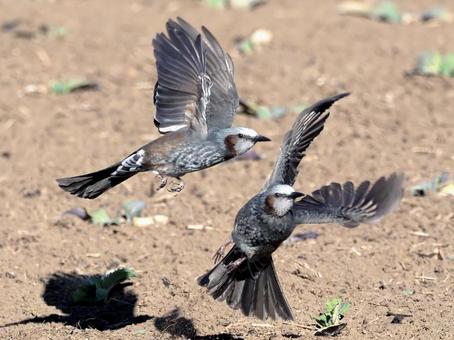 二羽のヒヨドリ ヒヨドリ,畑,二羽の写真素材