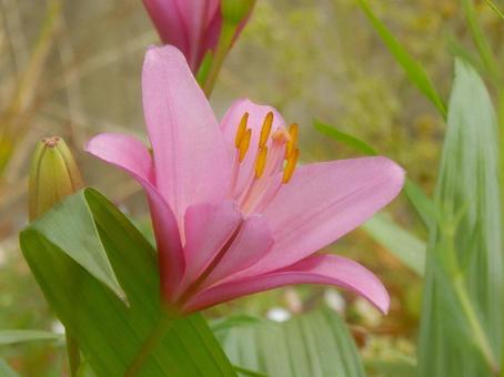 【花の写真】百合の花 【花の写真】百合の花の写真