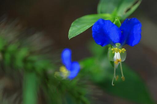 涼やかな青色の花 露草,花,ツユクサ科の植物の写真素材