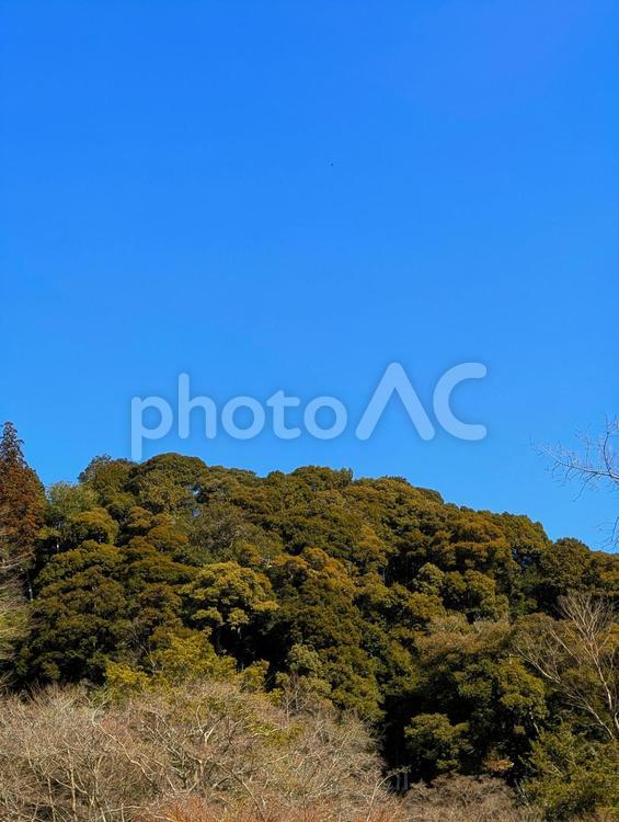 美しい青い空と森 木々,木,空の写真素材