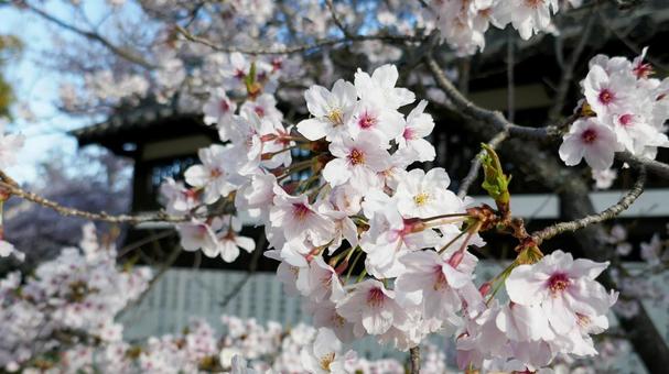 春の青空に映える満開の桜 春の青空に映える満開の桜の写真