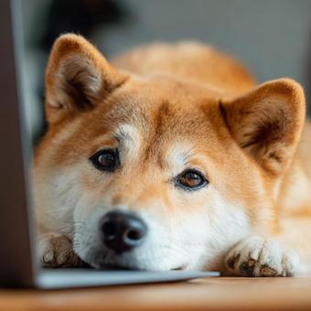 パソコンのそばでくつろぐ柴犬 パソコンのそばでくつろぐ柴犬の写真