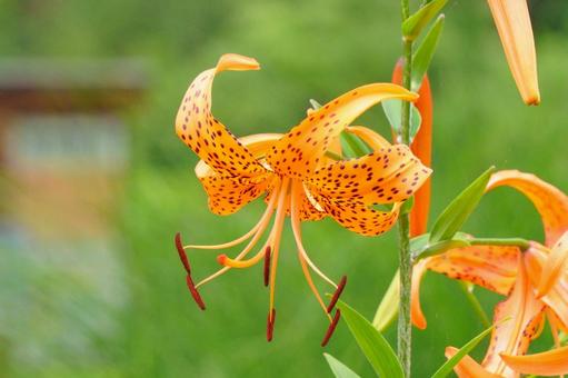 Tiger lily, JPG Tiger lily, JPG