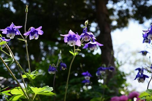 セイヨウオダマキの花03 セイヨウオダマキの花03 セイヨウオダマキ,キンポウゲ科,多年草の写真素材