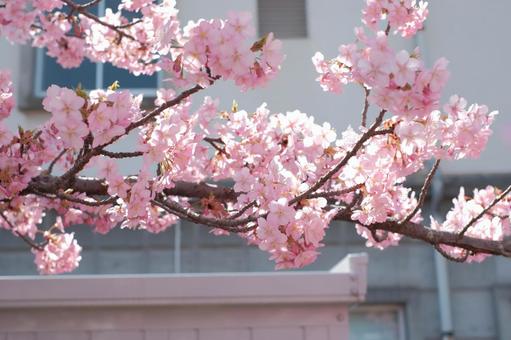 街角の春 街角の春の写真