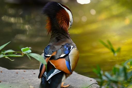 オシドリ オシドリ 鳥,オシドリ,おしどりの写真素材