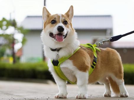 犬のポートレート 犬,コーギー,ウェルシュコーギーの写真素材