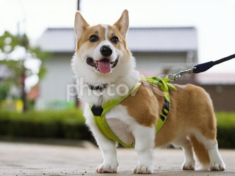 コーギーのポートレート 犬,コーギー,ウェルシュコーギーの写真素材