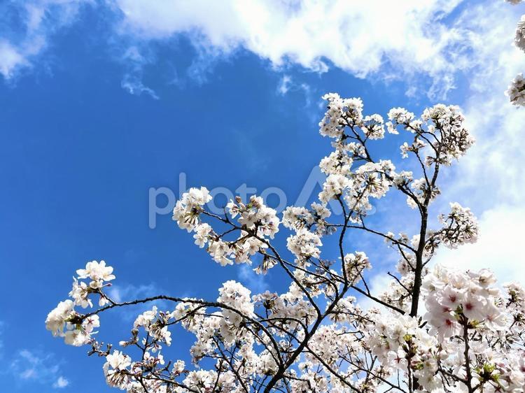 綺麗な青空と満開の桜の木 桜,花見,青空の写真素材