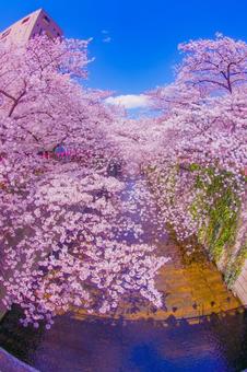 中目黒の満開の桜 目黒川,目黒川の桜,桜の写真素材