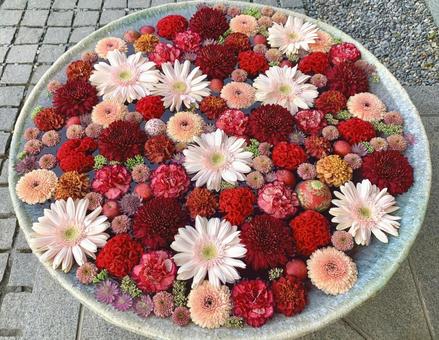 色鮮やかな花手水15 花手水,はなちょうず,手水舎の写真素材