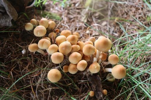 森のきのこ キノコ,森,草の写真素材