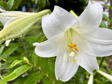 雨露に濡れた純白の美しいユリ 雨露に濡れた純白の美しいユリ ユリ,花,純白の写真素材