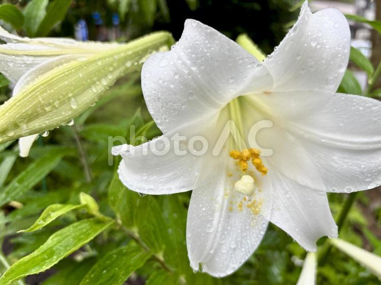 雨露に濡れた純白の美しいユリ ユリ,花,純白の写真素材