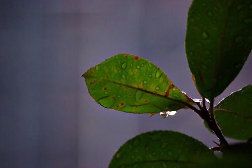 庭木と雨滴 雨滴,水,しずくの写真素材