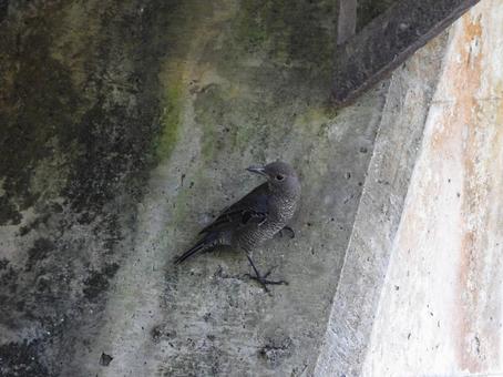 コンクリート壁面のイソヒヨドリ(メス) コンクリート壁面のイソヒヨドリ(メス) イソヒヨドリ,鳥,鳥類の写真素材