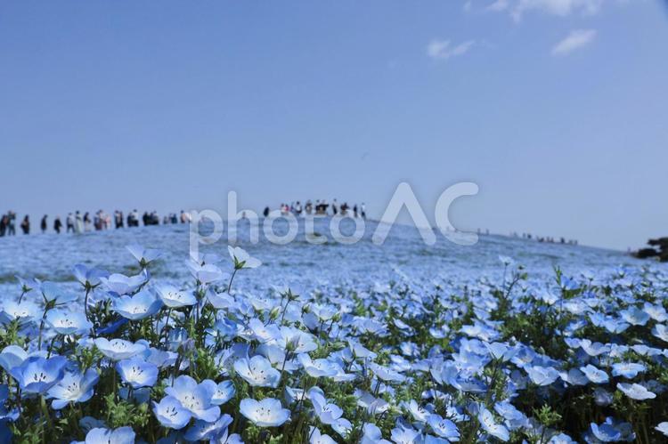 ネモフィラのイメージ ネモフィラ,春,花の写真素材